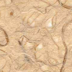 Kawairi Rakusuishi "FLECKED NEST" M-0521